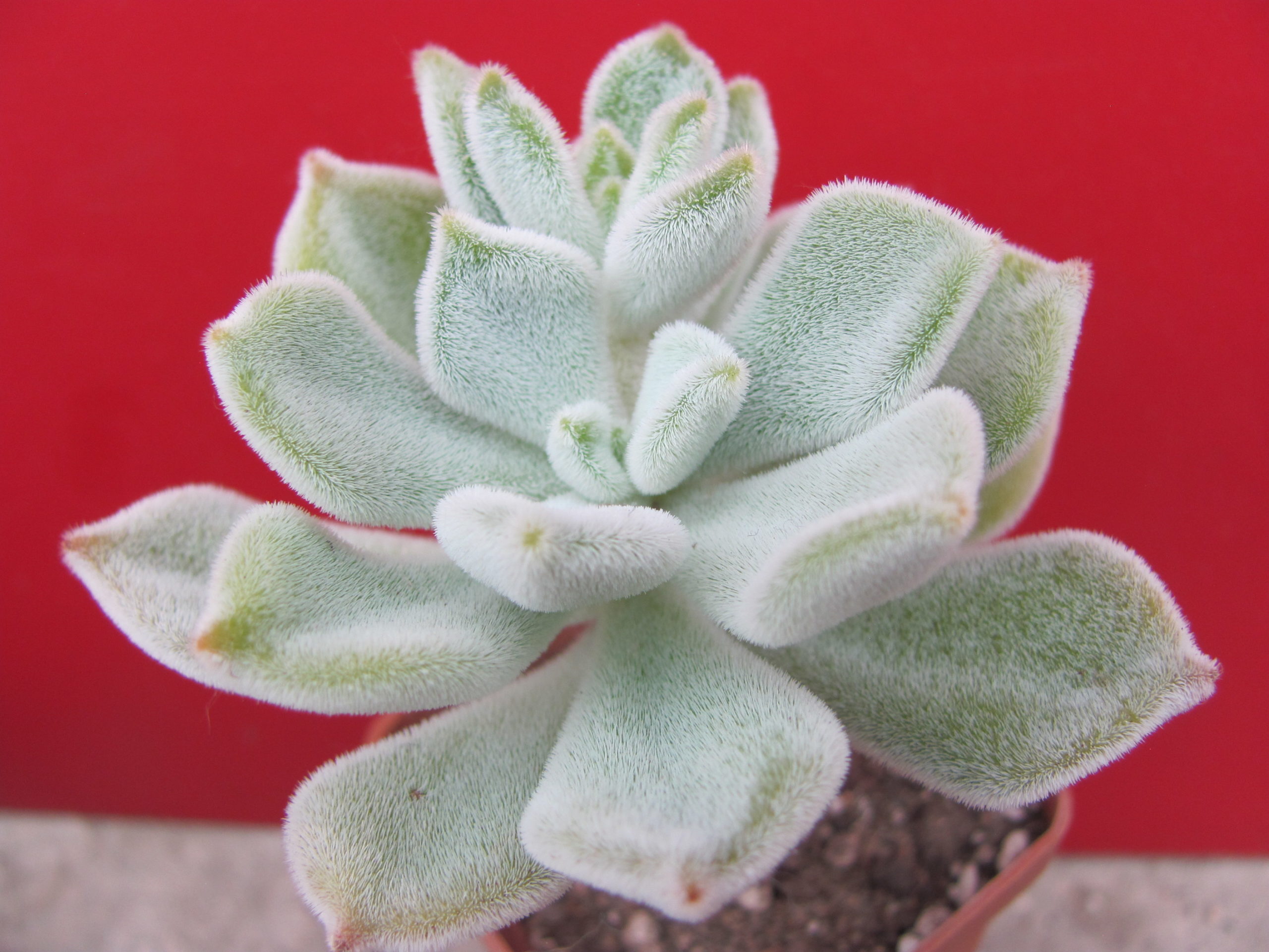 Echeveria Frosty