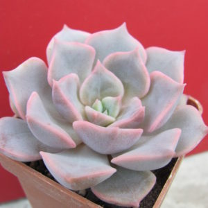 Echeveria   hybr.     #29