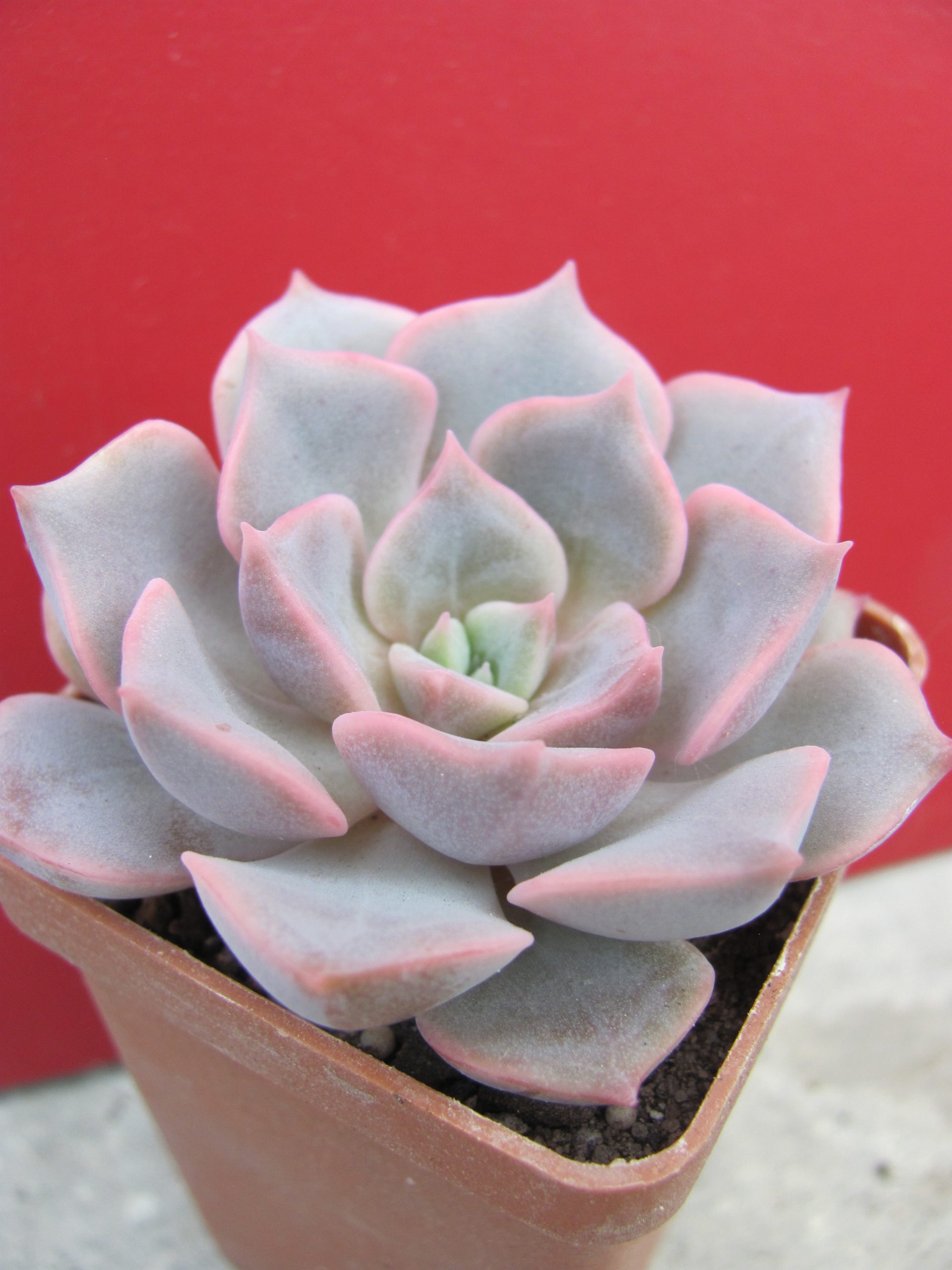 Echeveria hybr. #29