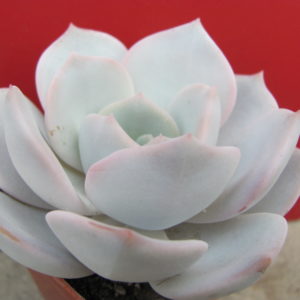 Echeveria    laui   hybr.