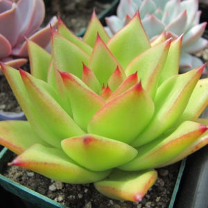 Echeveria    agavoides  *Lipstik*