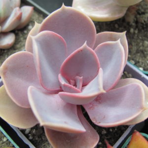 Echeveria    Perle von Nurnberg