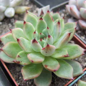 Echeveria   zaragoza  x  Ebony