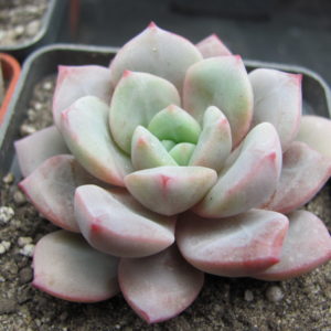 Echeveria  *Jelly Jem*