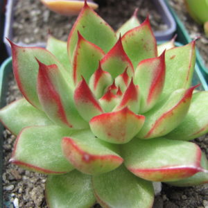 Echeveria