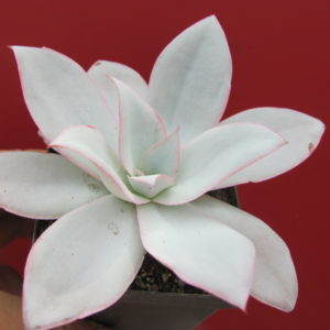 Echeveria   Cante