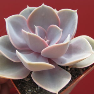 Echeveria  Perle von Nurnberg