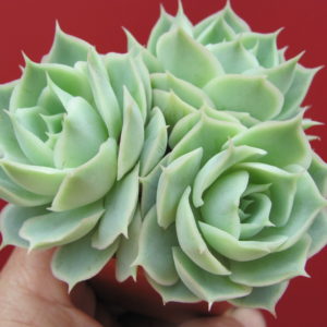 Echeveria  Laguna Sanchez   hybr.