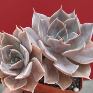 Echeveria   Linda Jane
