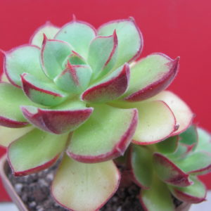 Echeveria    Joan  Daniel