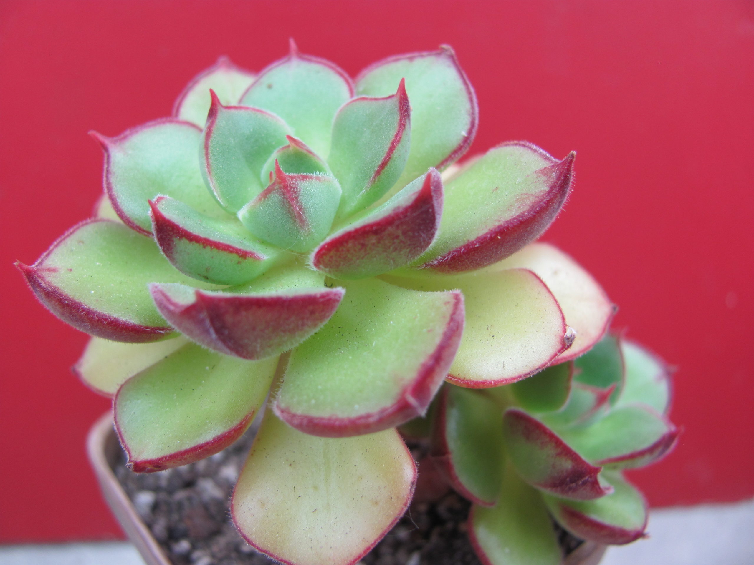 Echeveria Joan Daniel