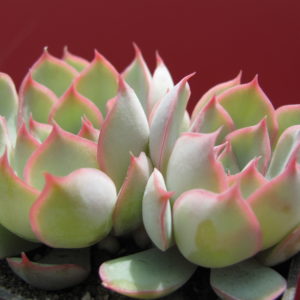 Echeveria   Orion