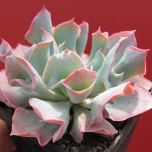 Echeveria Trumpet Pinky