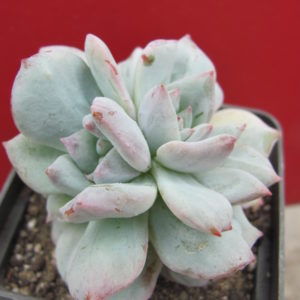 Echeveria   Blue Bird   variegata