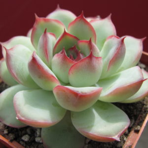 Echeveria Hercules