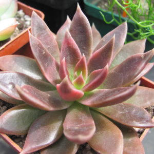 Echeveria Serrana