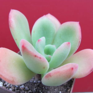 Echeveria pulvinata Ruby    hybr.