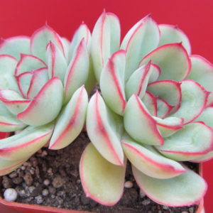 Echeveria  pulidonis