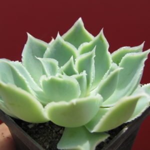 Echeveria Laguna Sanchez