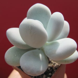 Pachyphytum oviferum
