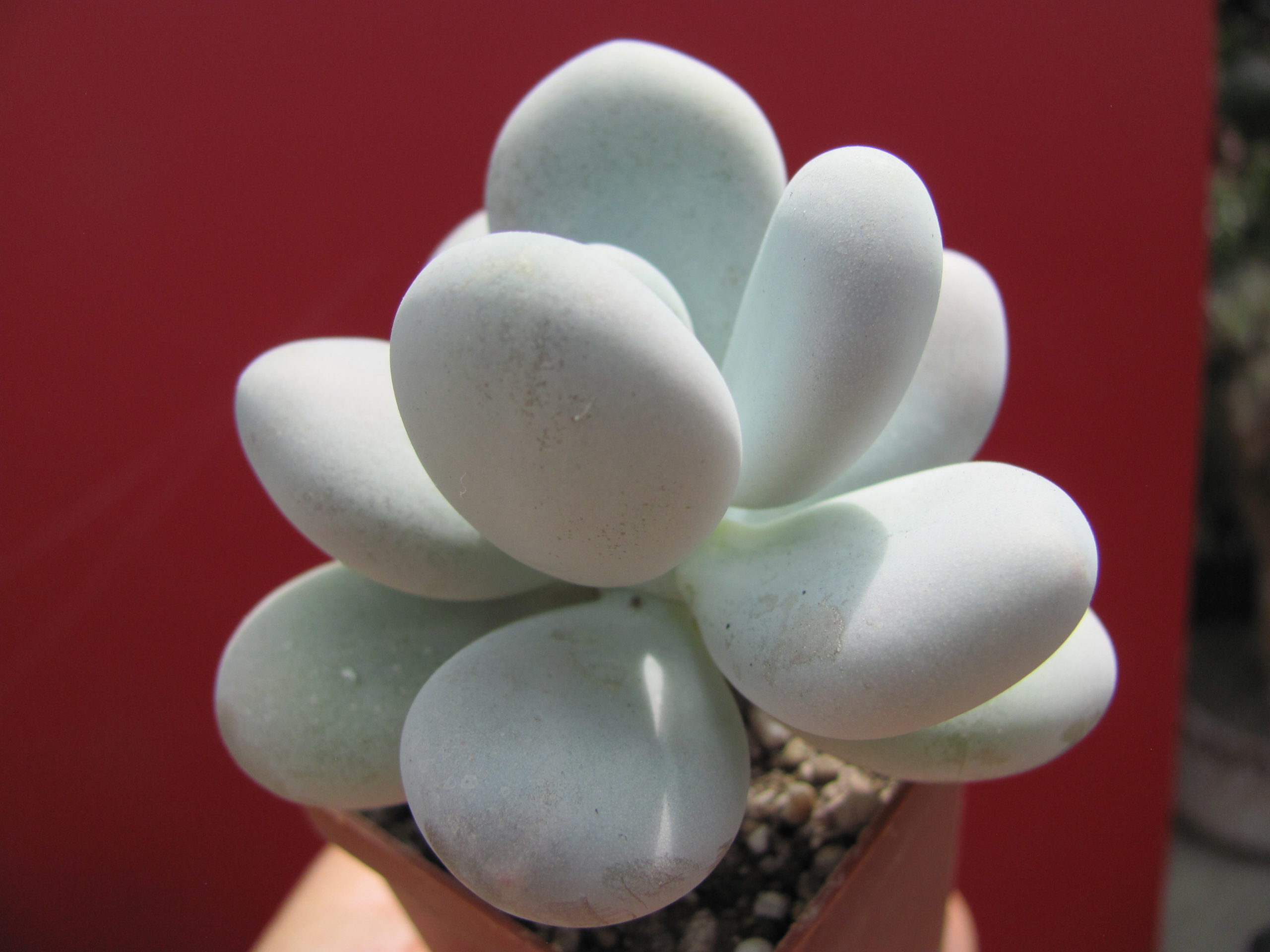 Pachyphytum oviferum