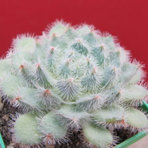 Echeveria deminuta