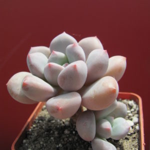 Pachyphytum  oviferum  hybr.   #100   ( hybrid Lipskiy )