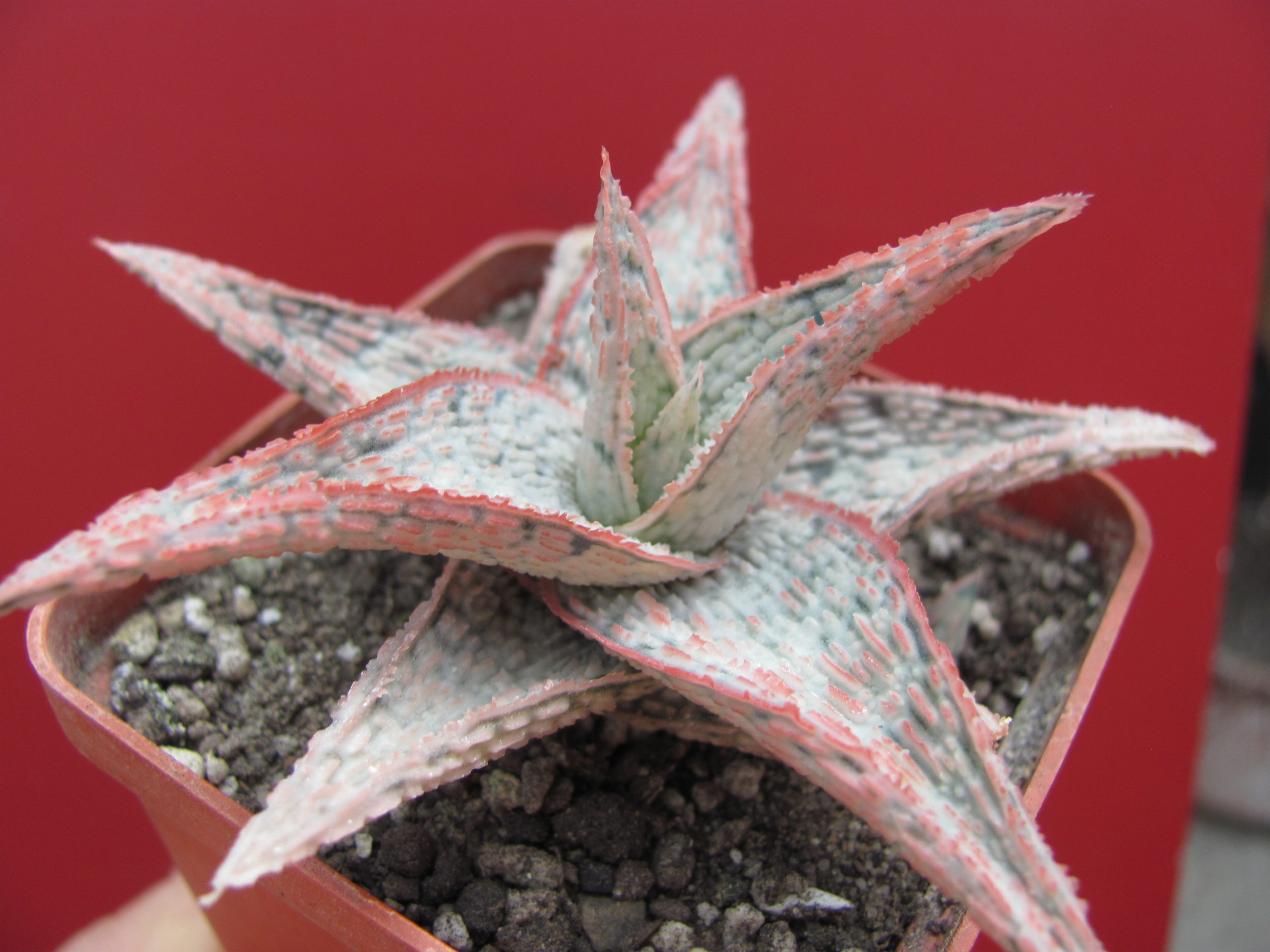 Aloe Hybr. *White* ( hybrid Lipskiy )