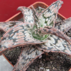 Aloe hybr.   #37