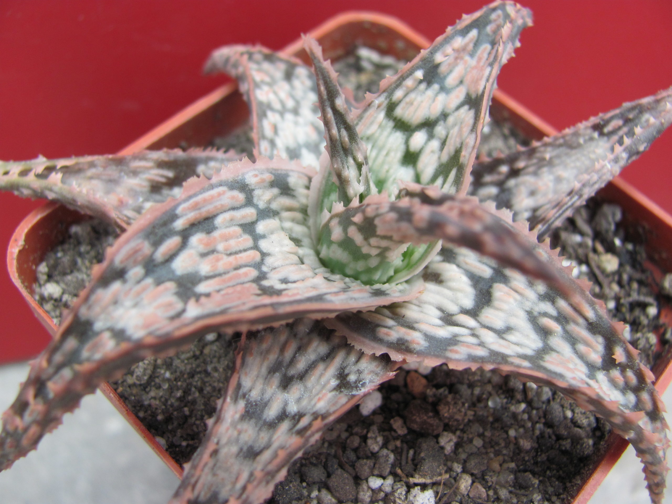 Aloe hybr. #37