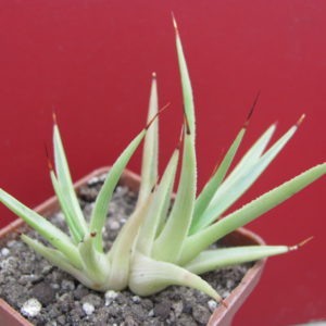 Agava  stricta nana