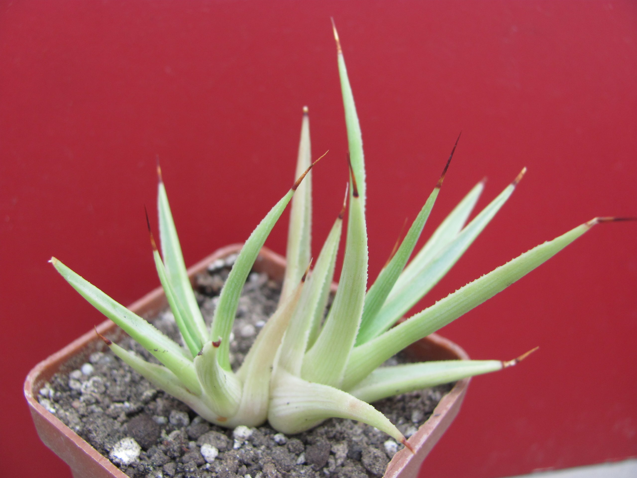 Agava  stricta nana