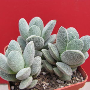 Crassula tecta   3 разом