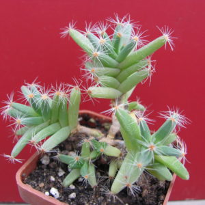 Trichodiadema densum