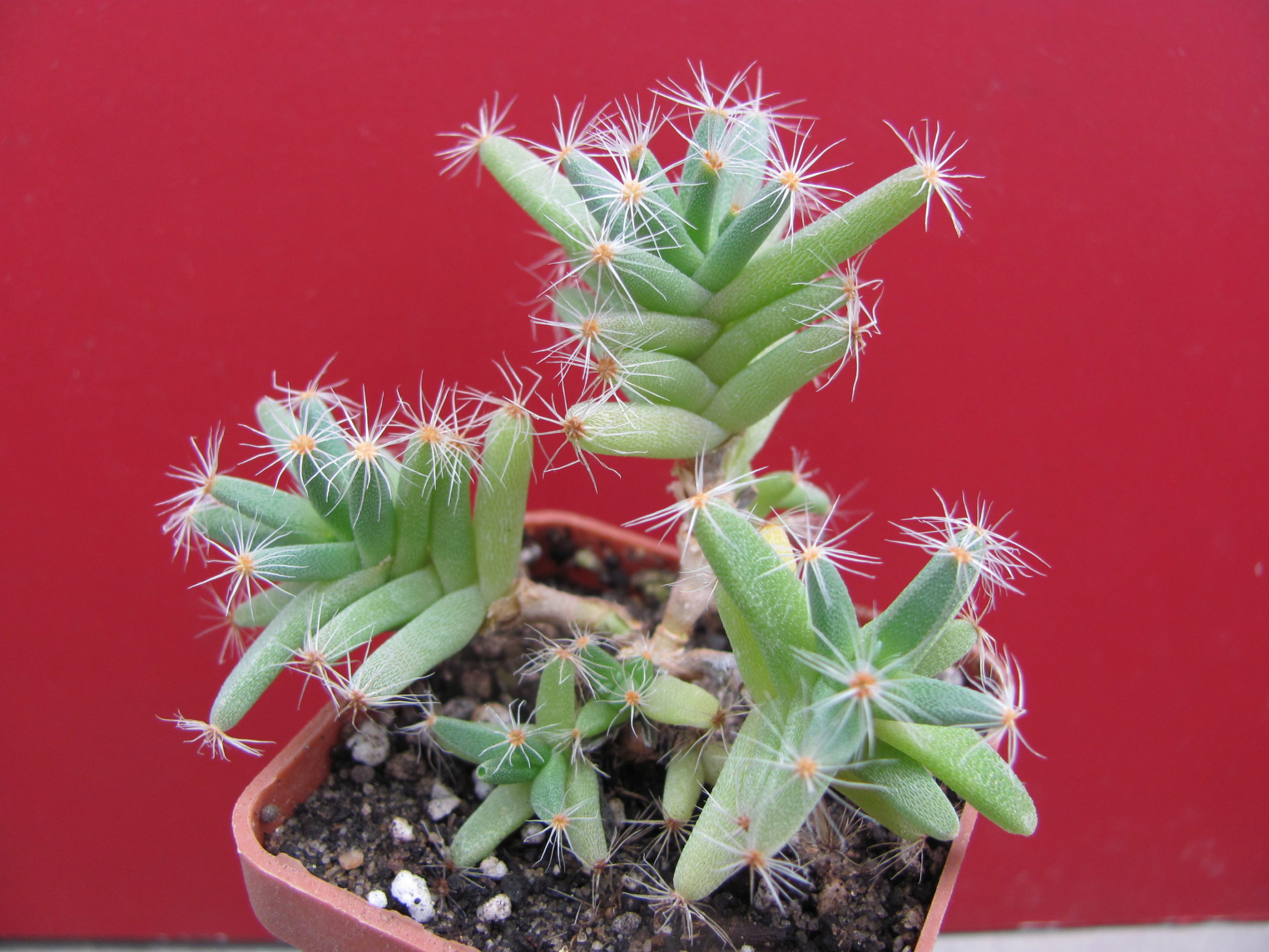 Trichodiadema densum