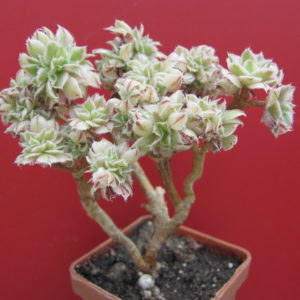 Aeonium   Sunburst cristata