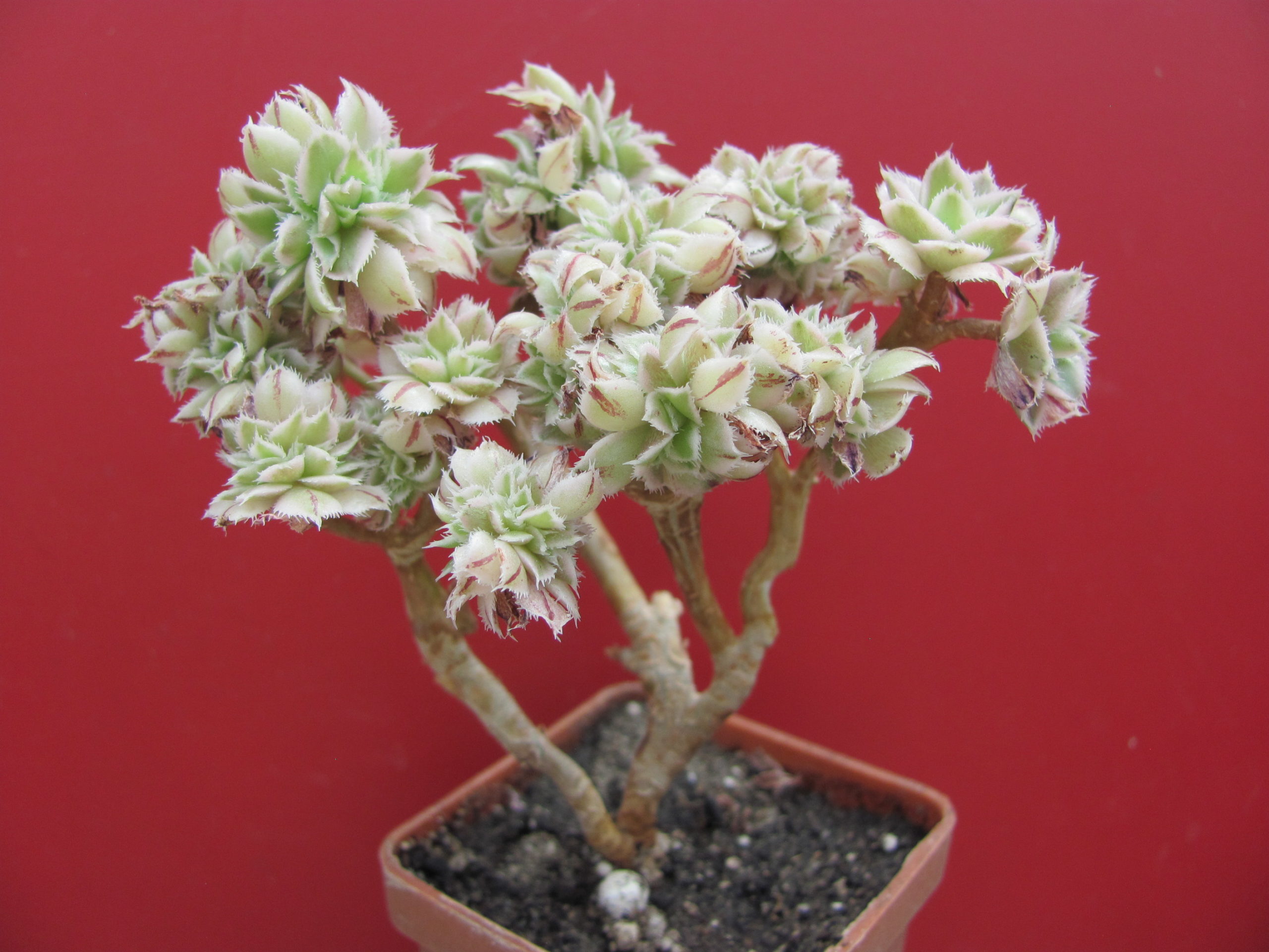 Aeonium   Sunburst cristata