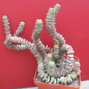 Crassula marnieriana