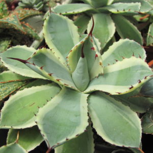 Agava  *Kissho Kan*  variegata