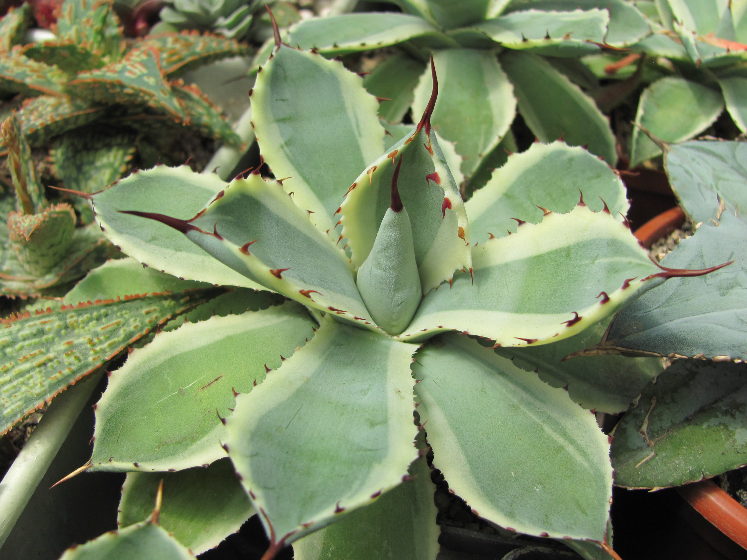 Agava *Kissho Kan* variegata