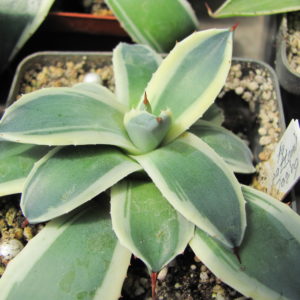 Agava  pattonii  variegata