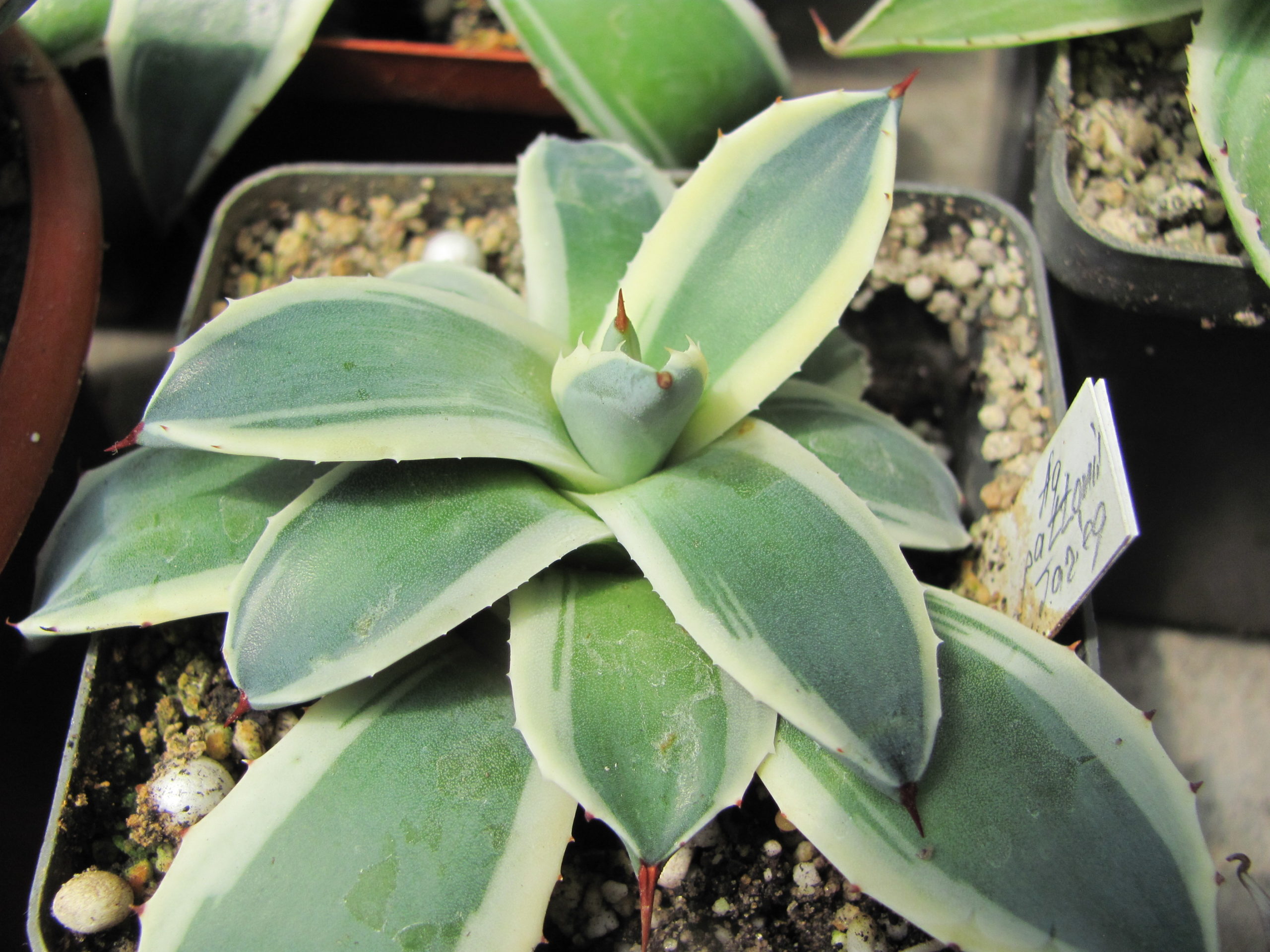 Agava  pattonii  variegata