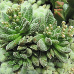 Crassula Frosty