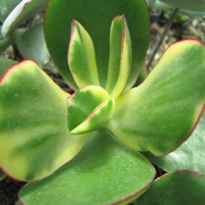 Crassula *Maruba  Nishiki*  variegata
