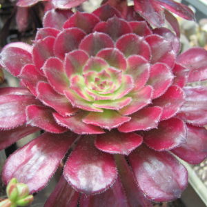 Aeonium  Mardi Gras