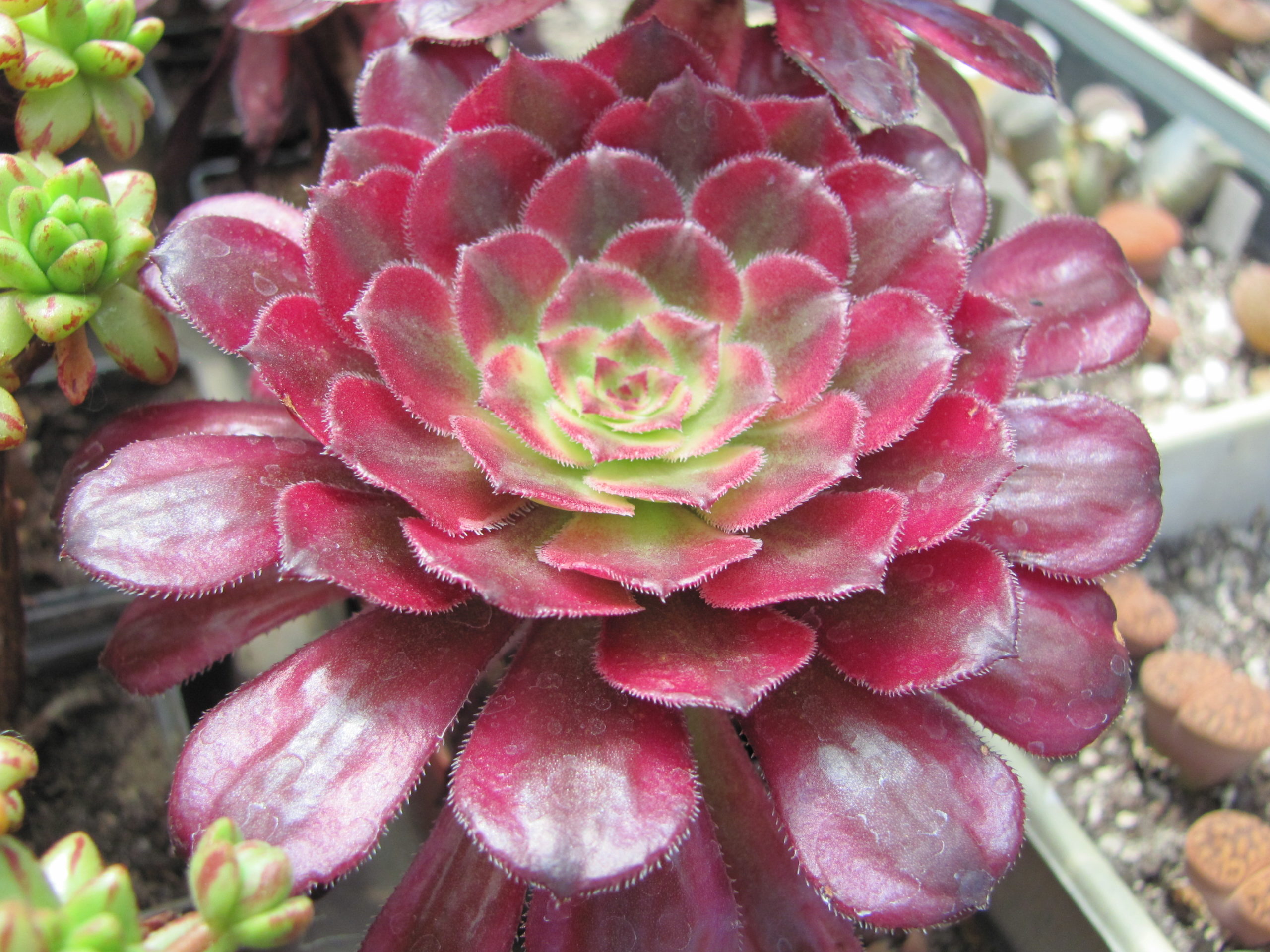 Aeonium  Mardi Gras