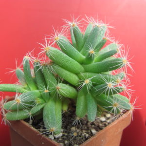 Trichodiadema  densum