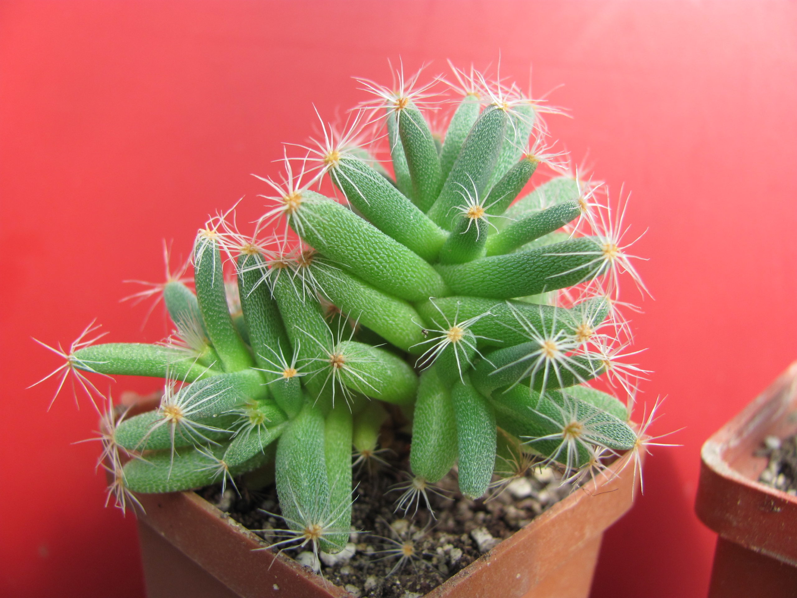 Trichodiadema  densum