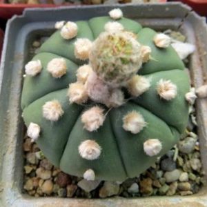 astrophytum ooibo
