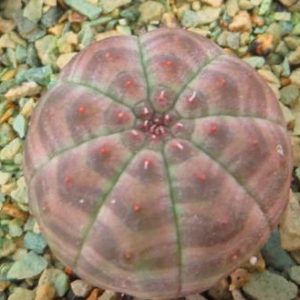 euphorbia obesa